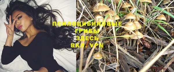 стаф Белокуриха